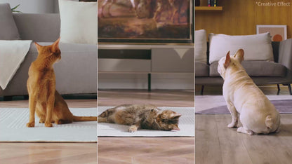 AIカメラ付き自動給餌機 / P571